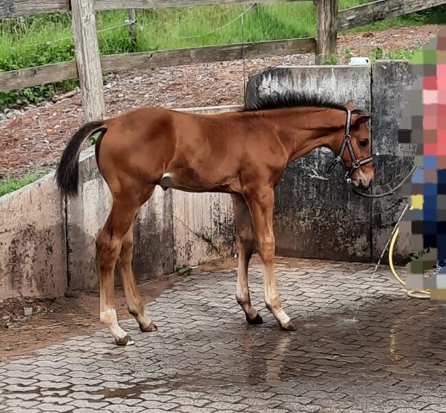 Top gezogener Hannoveraner Hengst, Kerstin Rehbehn (Pferdemarketing Ost), Horses For Sale, Nienburg