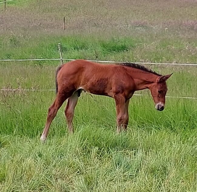 Top gezogener Hannoveraner Hengst, Kerstin Rehbehn (Pferdemarketing Ost), Horses For Sale, Nienburg, Image 3