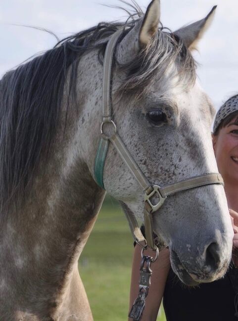 Top Freizeitpartner mit vielfältigem Potential, Stefanie, Horses For Sale, Simbach am Inn