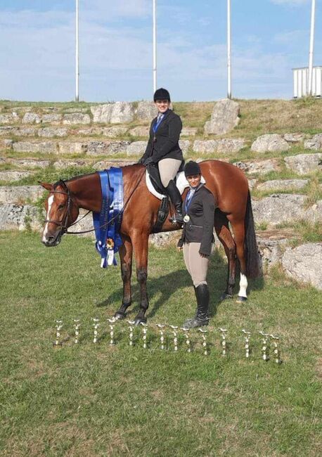 Top Hunter/Allround Prospect, Kerstin Rehbehn (Pferdemarketing Ost), Horses For Sale, Nienburg, Image 7