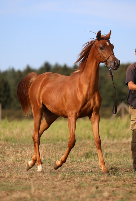 TOP CLASS Araber Stute, Zalia Stud, Horses For Sale, Strykow, Image 2