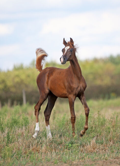 TOP CLASS Araber Stute, Zalia Stud, Horses For Sale, Strykow