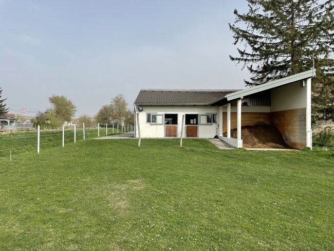 Top-Stall für bis zu 5 Pferde / 8 Ponys im Weinviertel, Claudia, Equestrian Properties, Kleinharras, Image 5