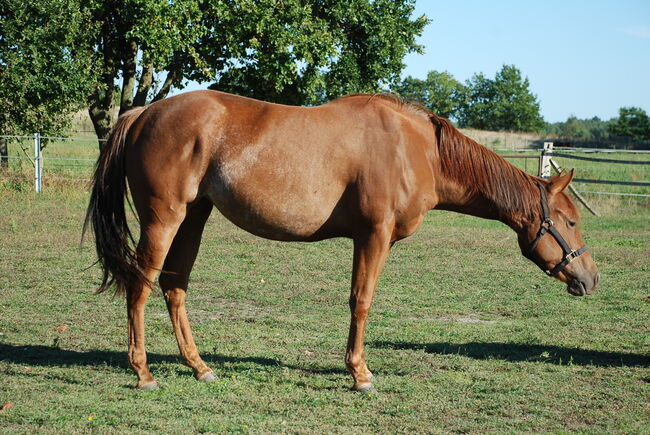 Top Reiningabstammung - perfektes Nachwuchspferd für Sport & Freizeit, Kerstin Rehbehn (Pferdemarketing Ost), Horses For Sale, Nienburg