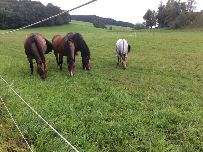 Familienpferde top ausgebildet, Stecken Bach, Horses For Sale, Handenberg, Image 4