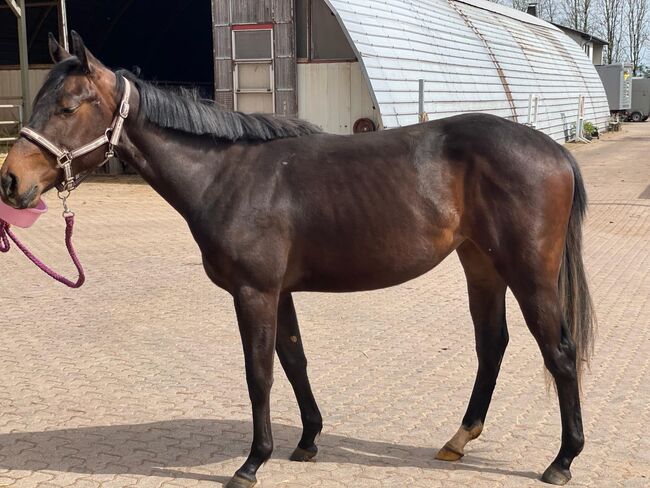 Top gezogener Pleasure/Allround Nachwuchs, Kerstin Rehbehn (Pferdemarketing Ost), Horses For Sale, Nienburg