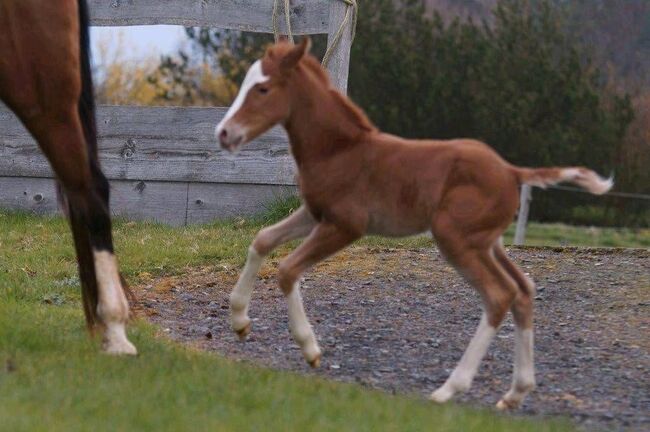 Top gezogenes Quarter Horse Stutfohlen, Kerstin Rehbehn (Pferdemarketing Ost), Horses For Sale, Nienburg