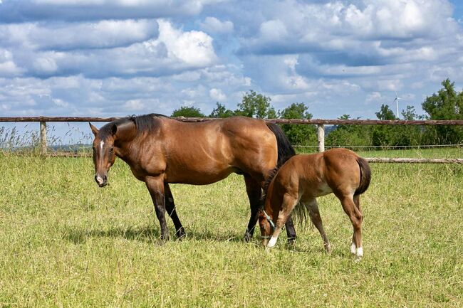 Top gezogene Quarter Horse Stute mit Fohlen abzugeben, Kerstin Rehbehn (Pferdemarketing Ost), Horses For Sale, Nienburg, Image 6