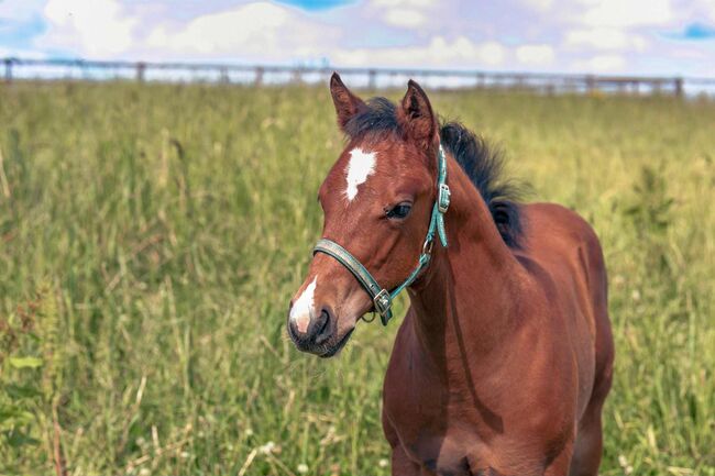 Top gezogene Quarter Horse Stute mit Fohlen abzugeben, Kerstin Rehbehn (Pferdemarketing Ost), Horses For Sale, Nienburg, Image 7