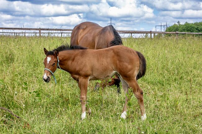 Top gezogene Quarter Horse Stute mit Fohlen abzugeben, Kerstin Rehbehn (Pferdemarketing Ost), Horses For Sale, Nienburg, Image 3