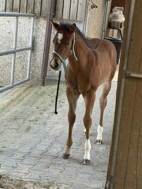 Top gezogene Quarter Horse Stute mit Fohlen abzugeben, Kerstin Rehbehn (Pferdemarketing Ost), Horses For Sale, Nienburg, Image 2