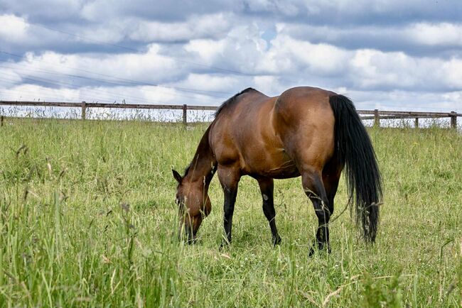Top gezogene Quarter Horse Stute mit Fohlen abzugeben, Kerstin Rehbehn (Pferdemarketing Ost), Horses For Sale, Nienburg