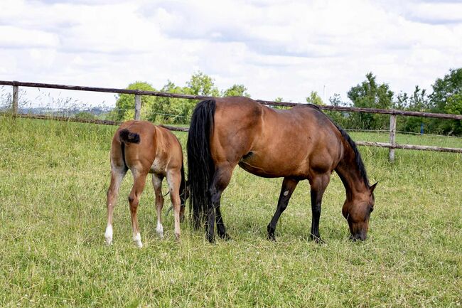 Top gezogene Quarter Horse Stute mit Fohlen abzugeben, Kerstin Rehbehn (Pferdemarketing Ost), Horses For Sale, Nienburg, Image 4