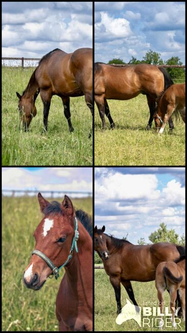 Top gezogene Quarter Horse Stute mit Fohlen abzugeben, Kerstin Rehbehn (Pferdemarketing Ost), Horses For Sale, Nienburg, Image 10