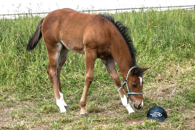 Top gezogene Quarter Horse Stute mit Fohlen abzugeben, Kerstin Rehbehn (Pferdemarketing Ost), Horses For Sale, Nienburg, Image 9
