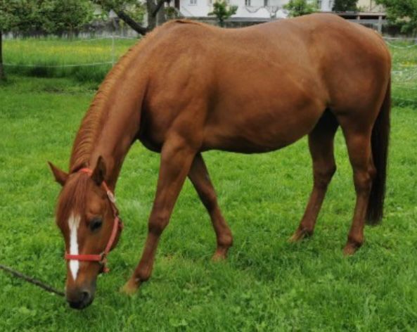 Topsail Cody Enkelin, Kerstin Rehbehn (Pferdemarketing Ost), Horses For Sale, Nienburg