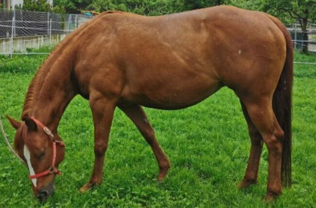 Topsail Cody Enkelin, Kerstin Rehbehn (Pferdemarketing Ost), Horses For Sale, Nienburg, Image 2