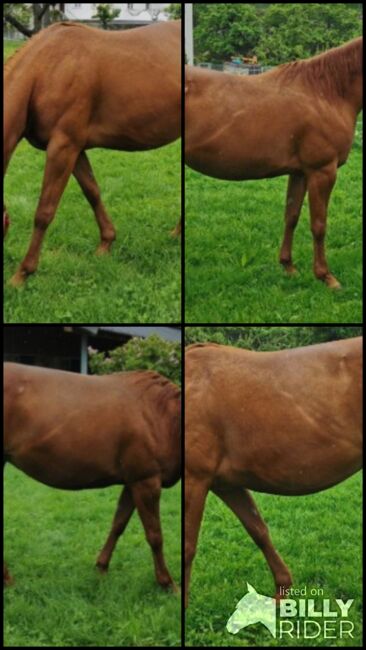 Topsail Cody Enkelin, Kerstin Rehbehn (Pferdemarketing Ost), Horses For Sale, Nienburg, Image 7