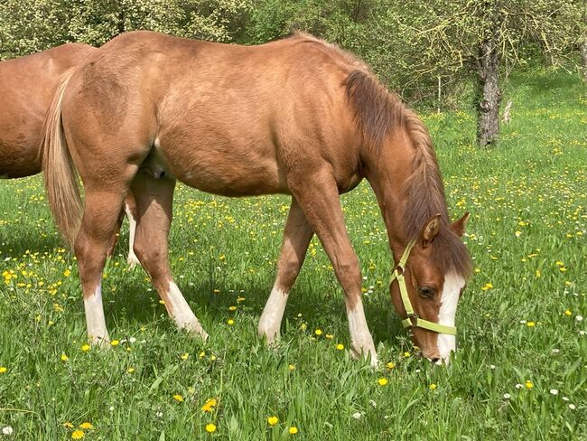 Topsail Whiz Enkel mit coolem Charakter, Kerstin Rehbehn (Pferdemarketing Ost), Horses For Sale, Nienburg