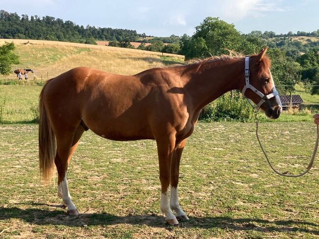 Topsail Whiz Enkel mit coolem Charakter, Kerstin Rehbehn (Pferdemarketing Ost), Horses For Sale, Nienburg, Image 7