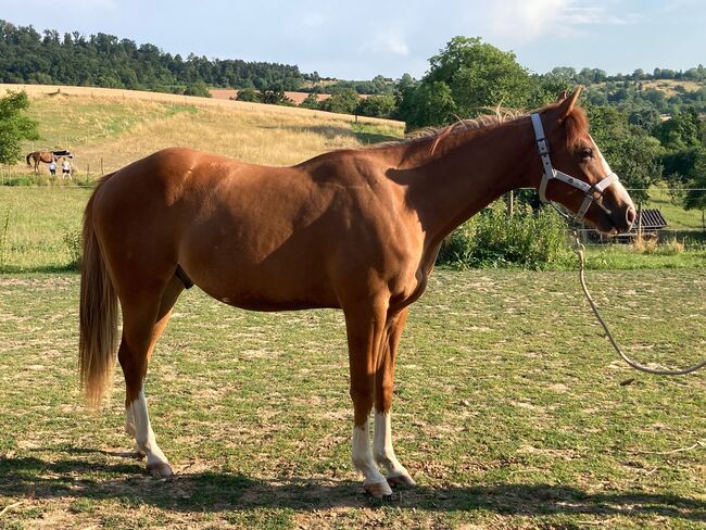 Topsail Whiz Enkel mit coolem Charakter, Kerstin Rehbehn (Pferdemarketing Ost), Horses For Sale, Nienburg, Image 6