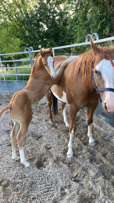 Topsail Whiz Enkel mit coolem Charakter, Kerstin Rehbehn (Pferdemarketing Ost), Horses For Sale, Nienburg, Image 10