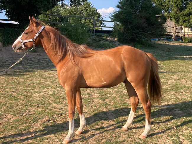 Topsail Whiz Enkel mit coolem Charakter, Kerstin Rehbehn (Pferdemarketing Ost), Horses For Sale, Nienburg, Image 8