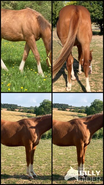 Topsail Whiz Enkel mit coolem Charakter, Kerstin Rehbehn (Pferdemarketing Ost), Horses For Sale, Nienburg, Image 11