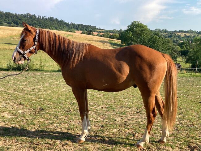 Topsail Whiz Enkel mit coolem Charakter, Kerstin Rehbehn (Pferdemarketing Ost), Horses For Sale, Nienburg, Image 5