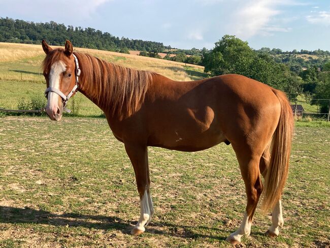 Topsail Whiz Enkel mit coolem Charakter, Kerstin Rehbehn (Pferdemarketing Ost), Horses For Sale, Nienburg, Image 4