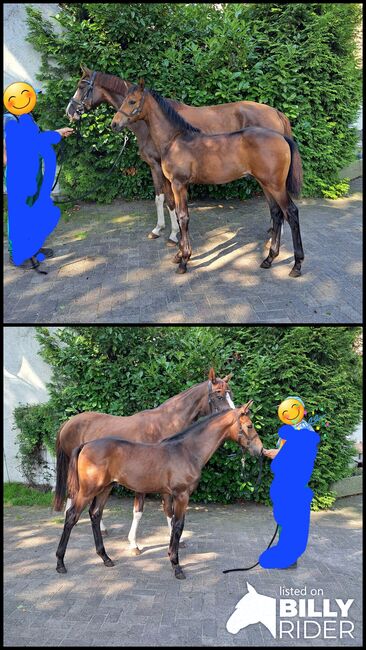 Top Hengstfohlen v. Macchiato, Corinna Kellermann , Horses For Sale, Wagenfeld , Image 3