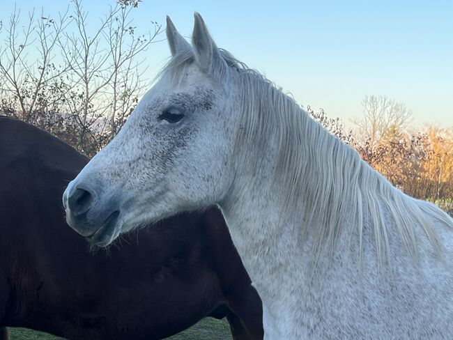 Zur Verfügung: Bildhübsche Araberstute (16 J), Babsi, Horses For Sale, Sankt Georgen am Leithagebirge, Image 5