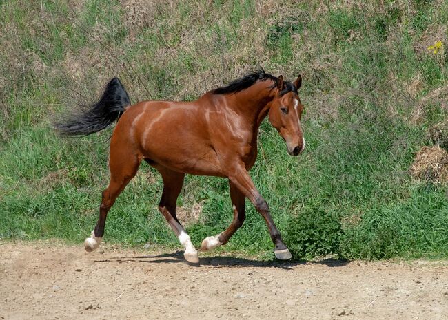 Total lieber Warmblutwallach, Manuela Albrecht , Horses For Sale, Ober-Grafendorf 