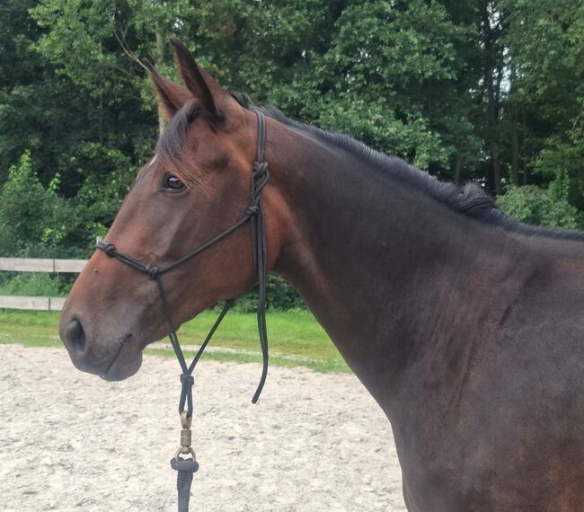 Traber mix Stute, Willow , Pferd kaufen, Rhauderfehn