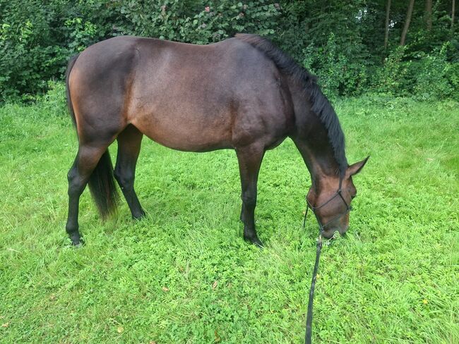 Traber mix Stute, Willow , Pferd kaufen, Rhauderfehn, Abbildung 5