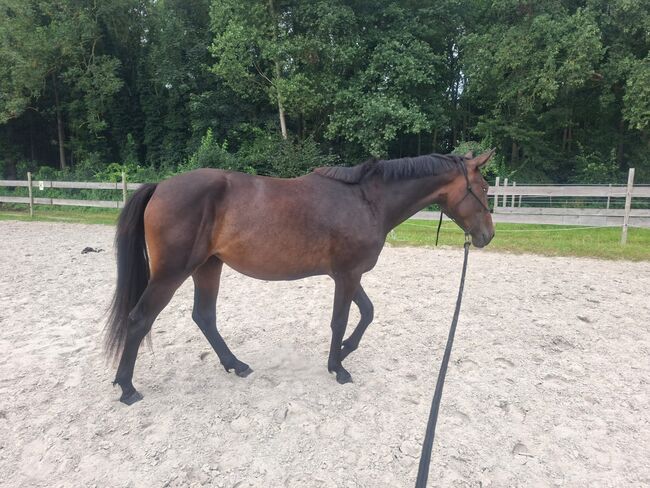 Traber mix Stute, Willow , Pferd kaufen, Rhauderfehn, Abbildung 4