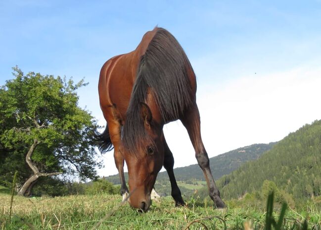 Traber-Paint-Mix Wallach, Kogler Gerlinde, Pferd kaufen, Oberwölz 