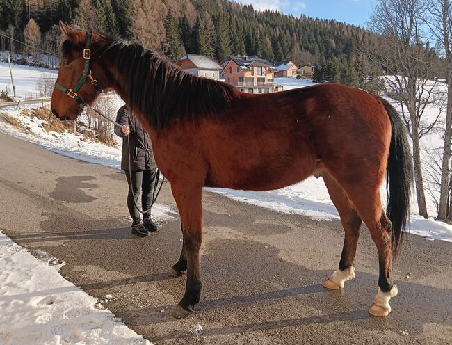 Traber-Paint-Mix Wallach, Kogler Gerlinde, Pferd kaufen, Oberwölz 