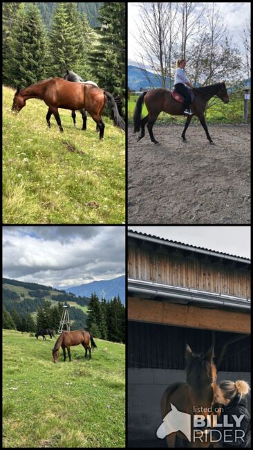 Traber Wallach Freizeitpferd, Melanie Höfler , Pferd kaufen, Saalfelden , Abbildung 5