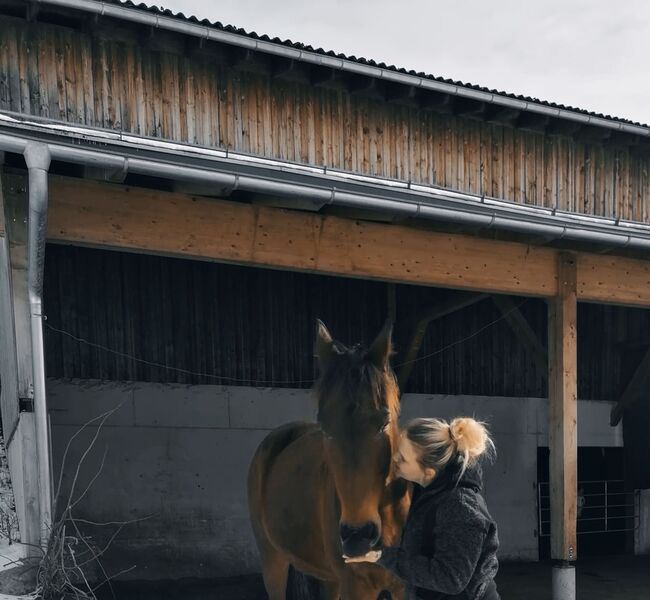 Traber Wallach Freizeitpferd, Melanie Höfler , Pferd kaufen, Saalfelden , Abbildung 4