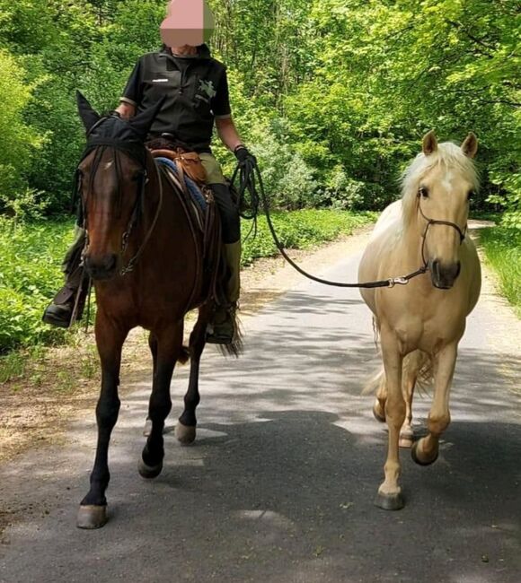 Traberstute, Wanderreitpferd, Verlasspferd, B.Ochs, Pferd kaufen, Wassenach, Abbildung 3