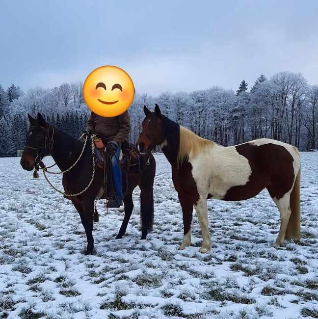 Traberstute, Wanderreitpferd, Verlasspferd, B.Ochs, Pferd kaufen, Wassenach, Abbildung 10