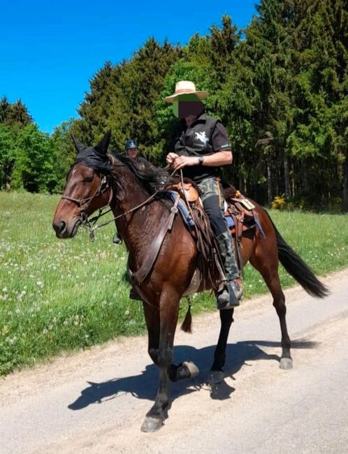 Traberstute, Wanderreitpferd, Verlasspferd, B.Ochs, Pferd kaufen, Wassenach, Abbildung 6