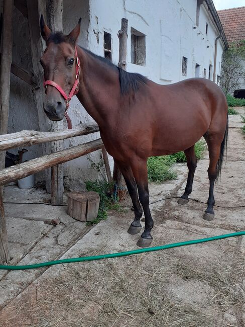 TRABERWALLACH 9 jahre, Daniela Pabisch , Horses For Sale, Thaya, Image 2