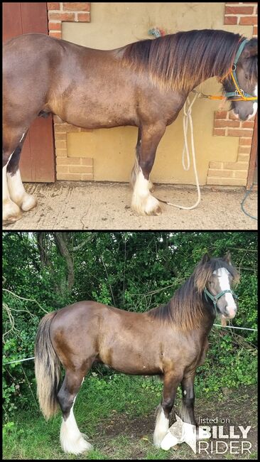 Traditional Gypsy cob yearling, Cate Mitchell , Horses For Sale, Chippenham , Image 3
