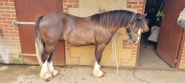 Traditional Gypsy cob yearling, Cate Mitchell , Horses For Sale, Chippenham , Image 2