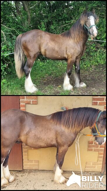 Traditional Gypsy cob yearling, Cate Mitchell , Horses For Sale, Chippenham , Image 3