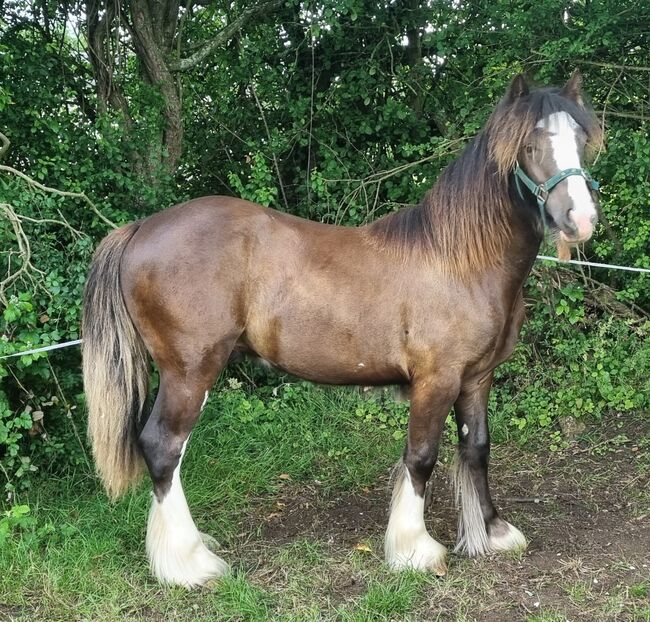 Traditional Gypsy cob yearling, Cate Mitchell , Horses For Sale, Chippenham 