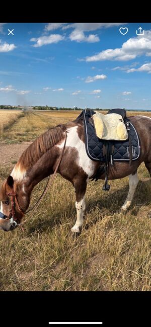 Baumlose Sattel mit Fell, Ghost  Vaquera, Melissa Najmann, Treeless Saddle, Amt Wachsenburg