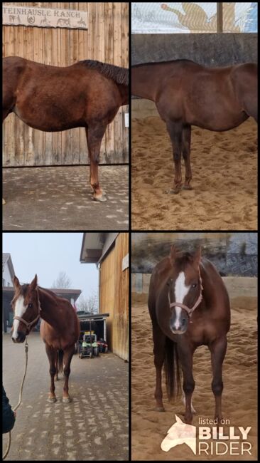 Tragende Born To Be Blazing Tochter, Kerstin Rehbehn (Pferdemarketing Ost), Pferd kaufen, Nienburg, Abbildung 6